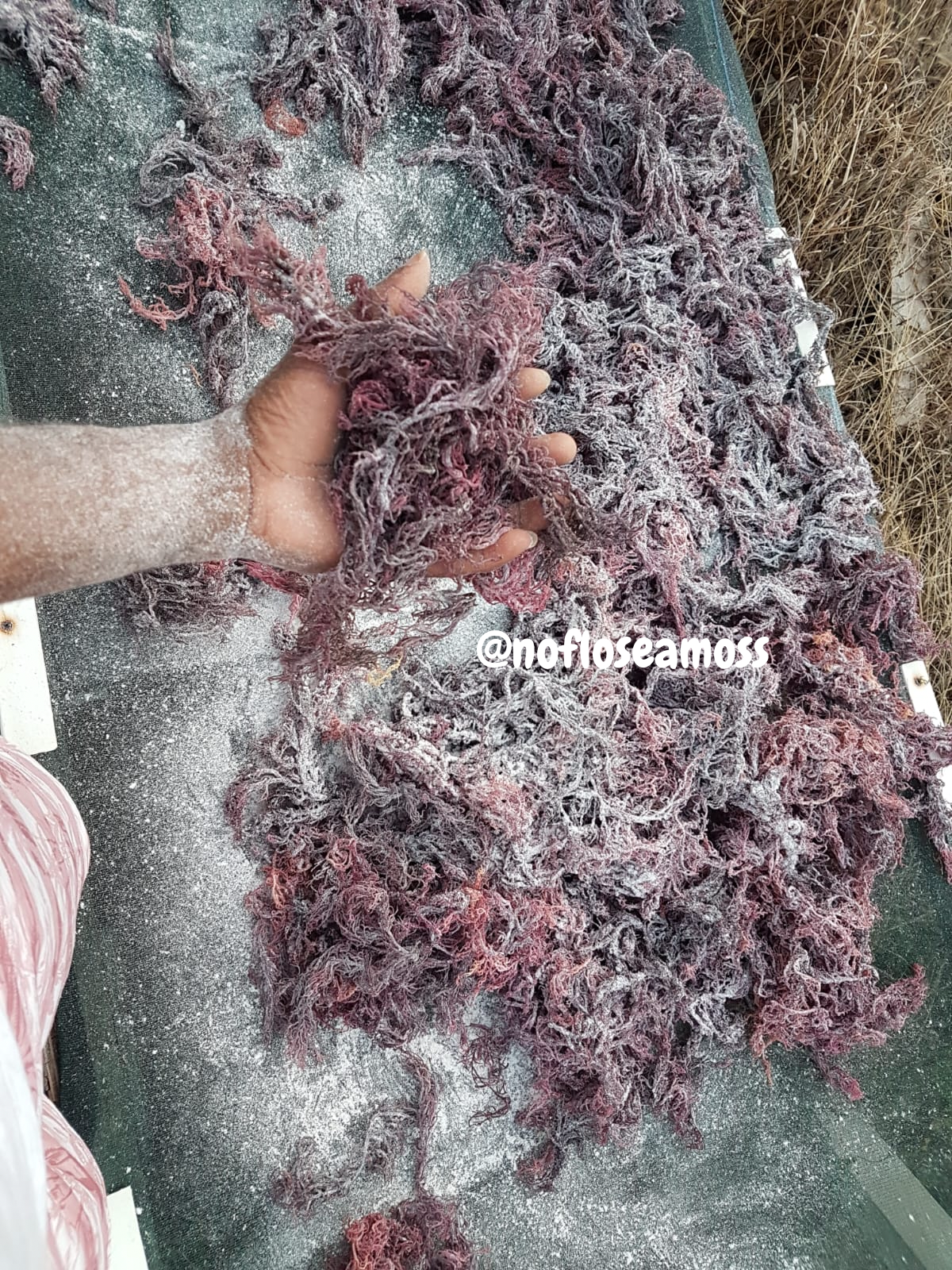 Purple Sea Moss