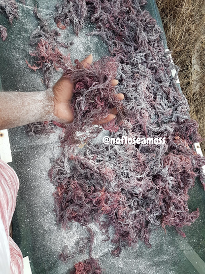 Purple Sea Moss