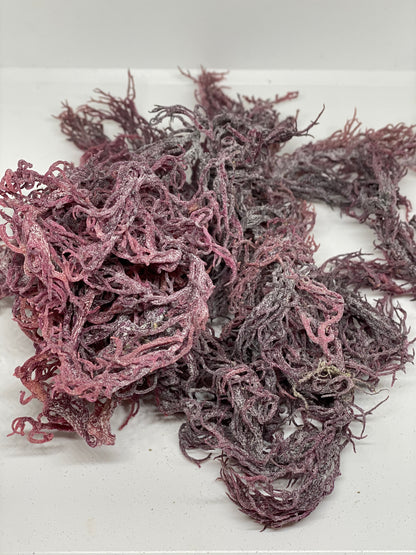 Purple Sea Moss